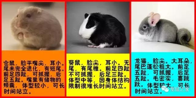 神演技,超实力表演帝,竟然是只仓鼠