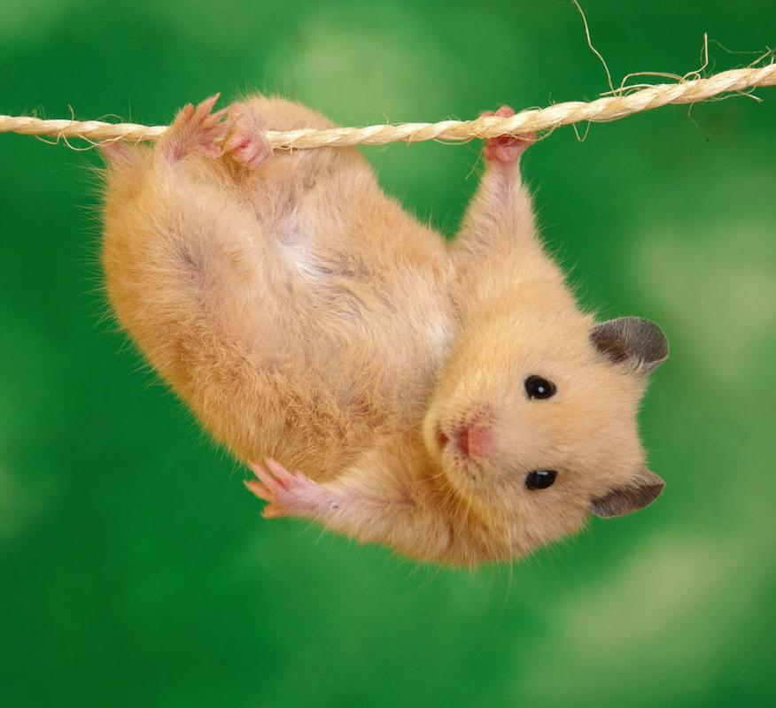 神演技,超实力表演帝,竟然是只仓鼠