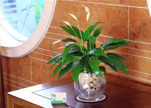 鹤壁新房装修去除甲醛,德州装修去除甲醛的方法