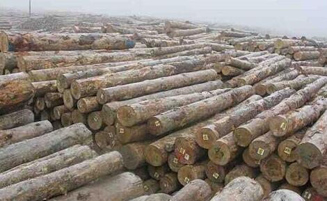 辐射松哪里来,辐射松生长特点是什么