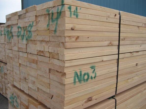 辐射松哪里来,辐射松生长特点是什么