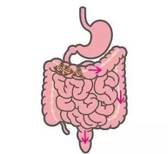 我们每天都随身“带着”18斤宿便？别逗了，哪来那么多“宿便”给你清啊！