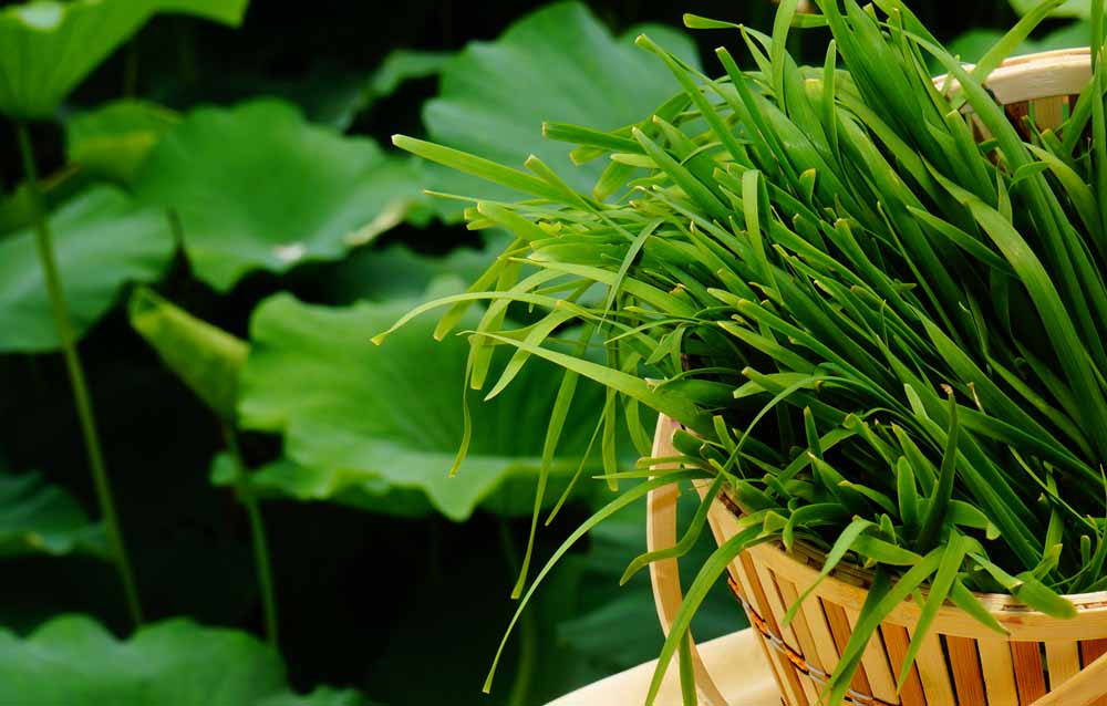 吃韭菜能壮阳?事实真相会让你很失望!