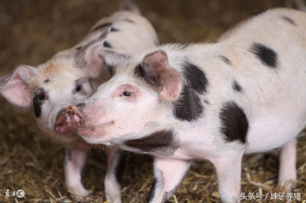 猪场链球菌比较严重怎么办,猪链球菌目前最好的防治方法