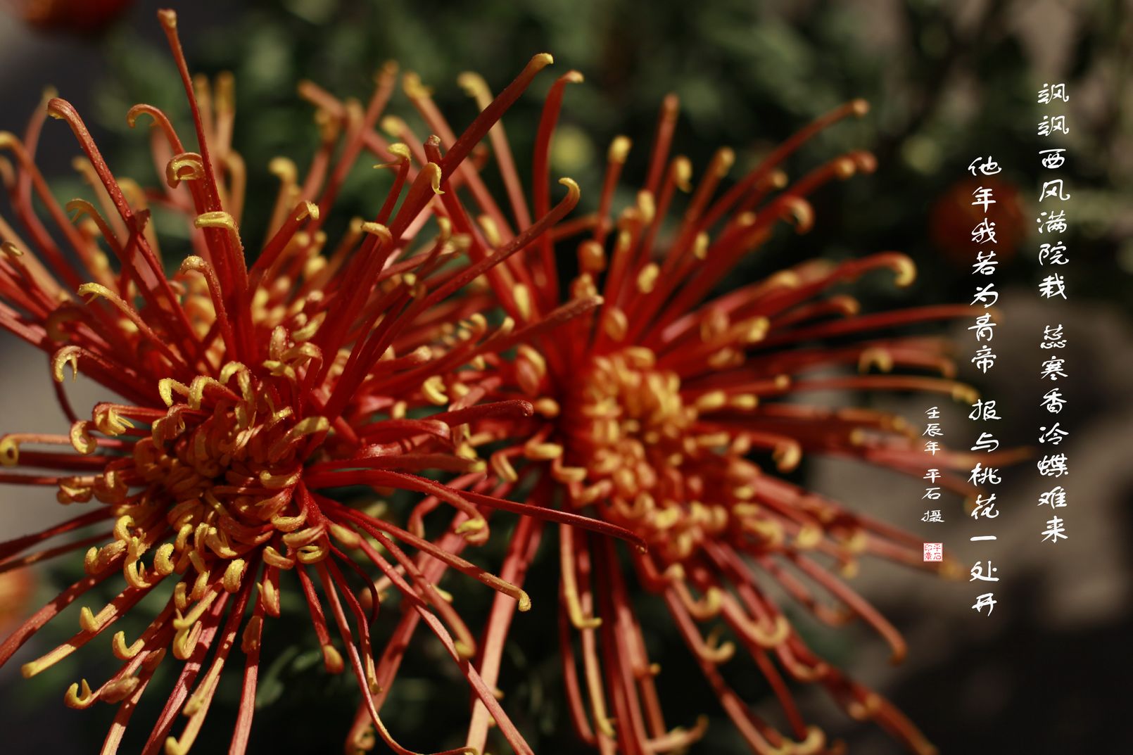 各种常见的花语,一些花的花语