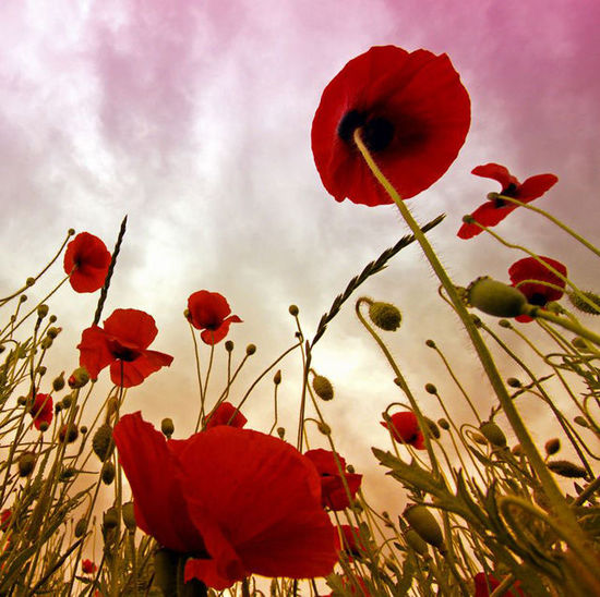 各种常见的花语,一些花的花语