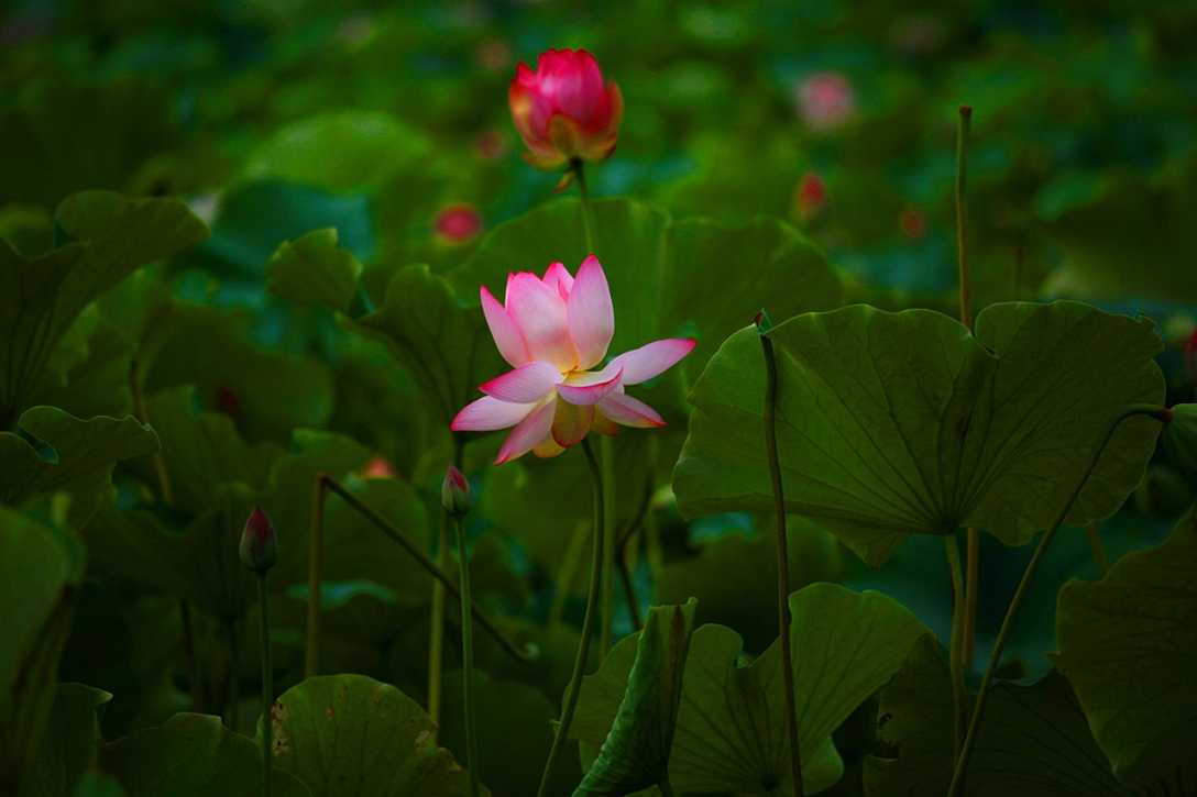 各种常见的花语,一些花的花语