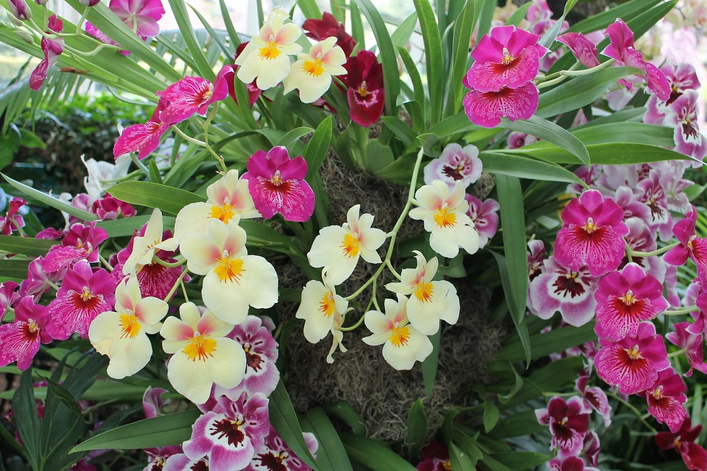 各种常见的花语,一些花的花语