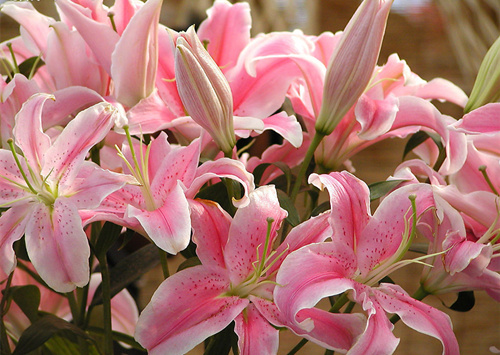 各种常见的花语,一些花的花语