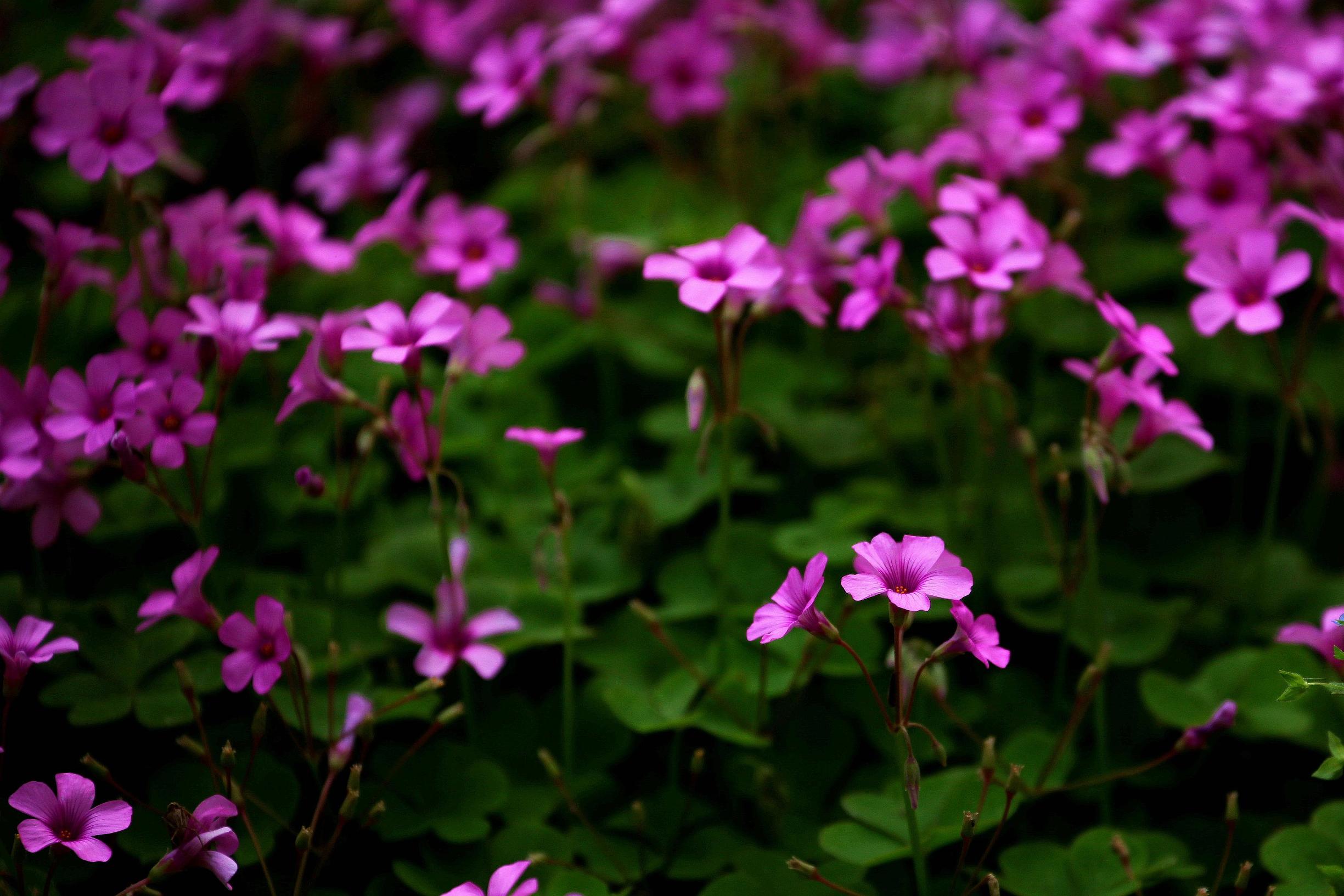 各种常见的花语,一些花的花语