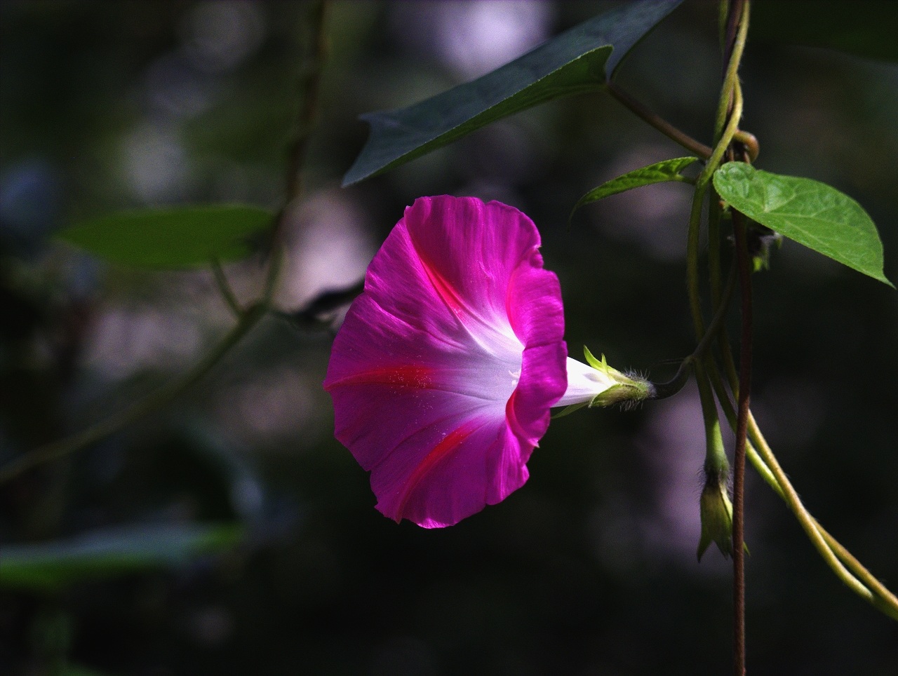 各种常见的花语,一些花的花语