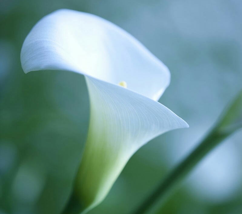 各种常见的花语,一些花的花语
