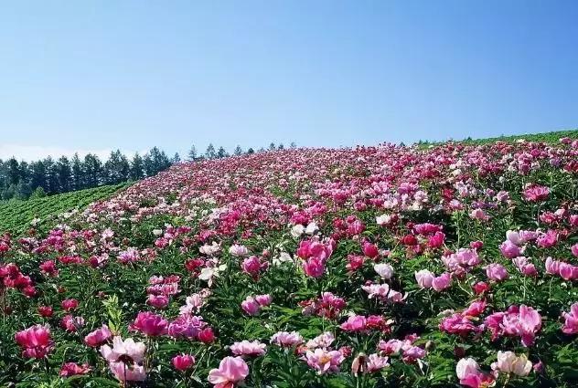 月季玫瑰蔷薇的识别特征,认识蔷薇玫瑰月季