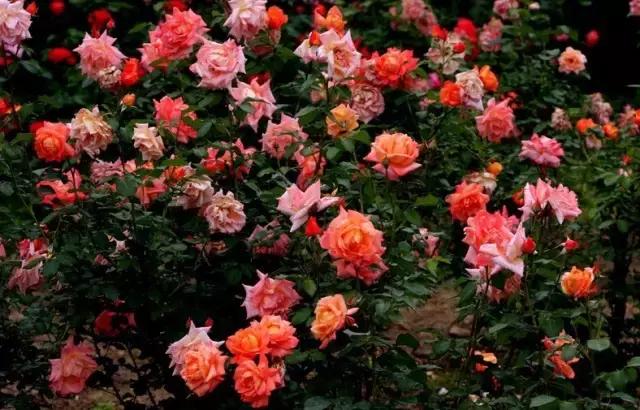 月季玫瑰蔷薇的识别特征,认识蔷薇玫瑰月季