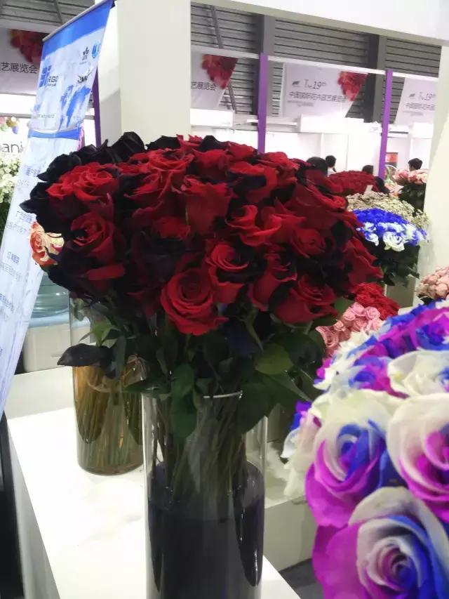 月季玫瑰蔷薇的识别特征,认识蔷薇玫瑰月季