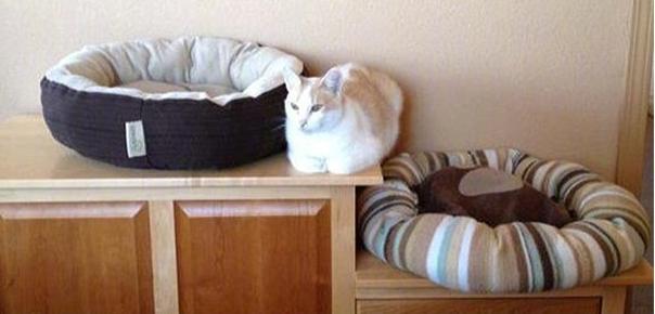 喵星人那些匪夷所思的瞬间,盘点喵星人的无语时刻合集