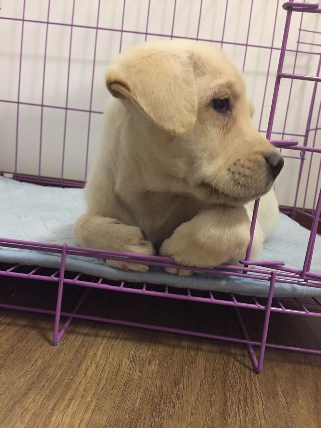 2个月大的拉布拉多晚上睡觉抽搐,拉布拉多犬晚上呜呜叫跟哭一样