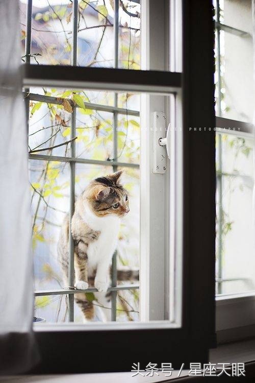 星座天眼:巨蟹座、狮子座、处女座7月28日(星期五)运势如果只是路过,我就在终点等你