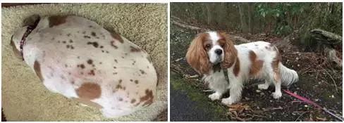 你家的狗会打滚吗,你家的狗多大了