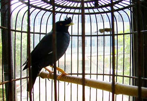 八哥飞到身上吉祥吗,八哥飞到野外能活吗