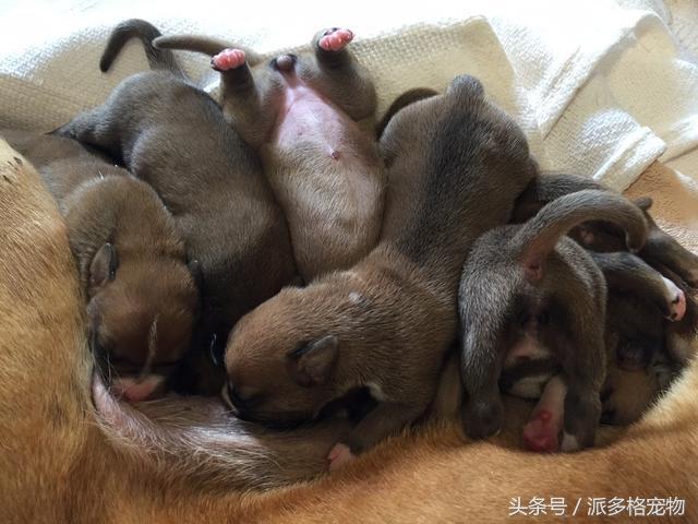 狗妈妈为啥要把它的小狗藏起来,母狗为什么总是把小狗藏起来