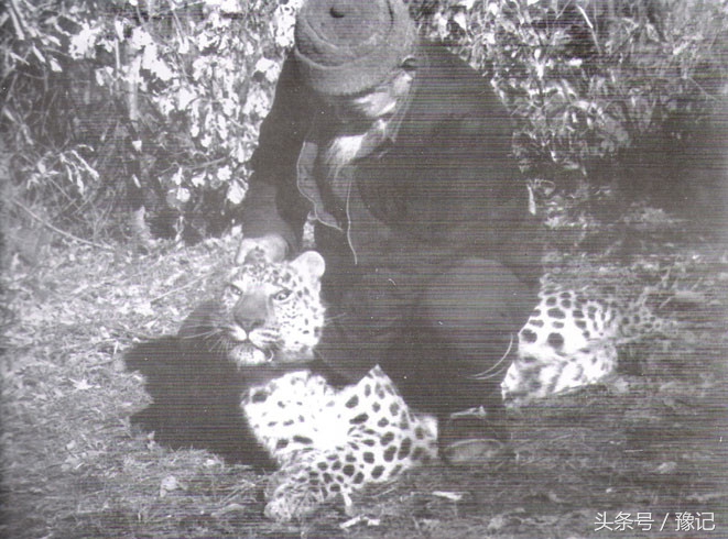 老虎的故乡在河南，“全球老虎日”想起它们：家还在，虎没了