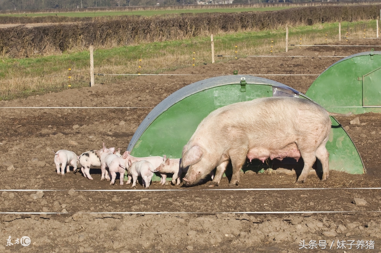 母猪产前产后水肿,养猪人这样来解决