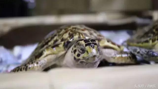 玳瑁壳跟乌龟壳是一样的吗,玳瑁是海龟的壳吗