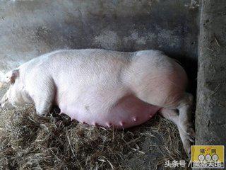 农民学养猪，母猪分娩前110-115天的症状（基础养猪学）