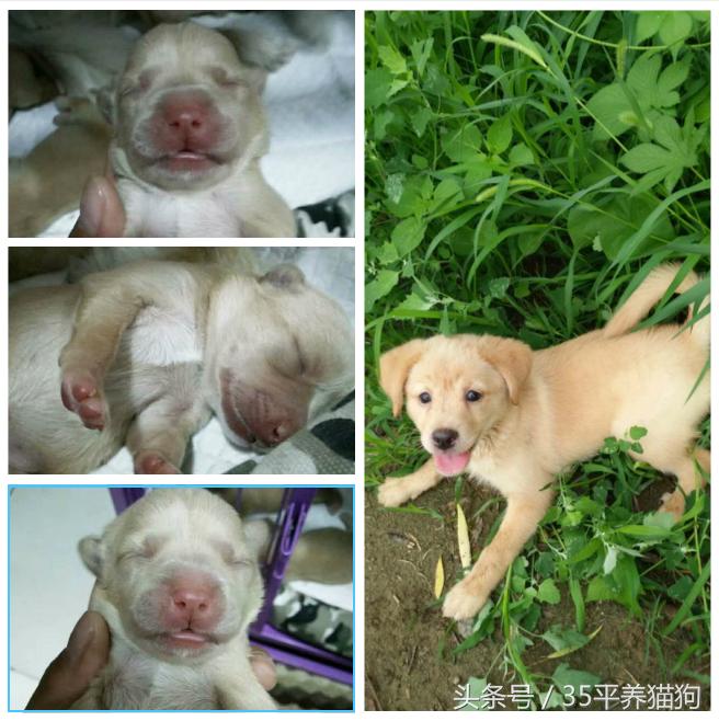 我和我的狗子们:养狗人的心醉幸福二三事儿