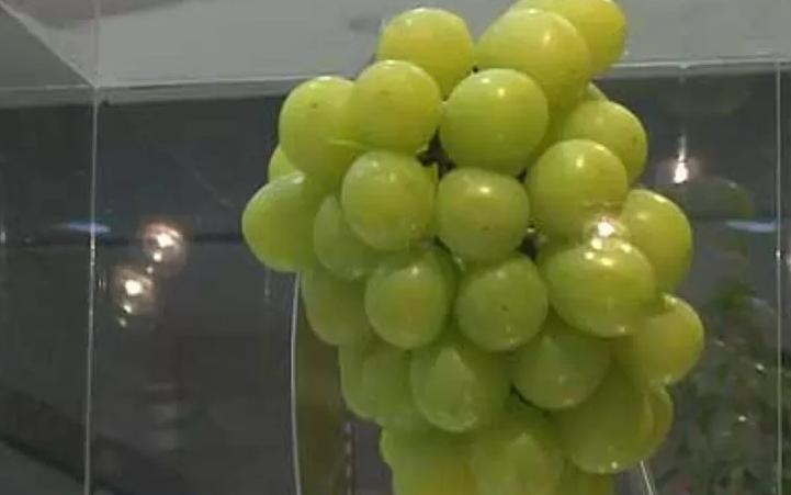 水果千元一个，日本豪华水果大师简直是把钱种在水果上