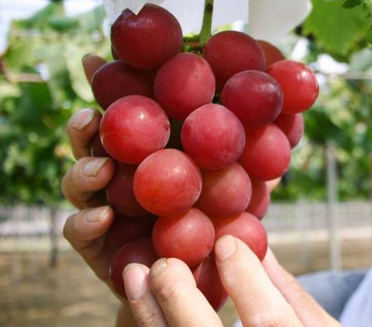 水果千元一个，日本豪华水果大师简直是把钱种在水果上