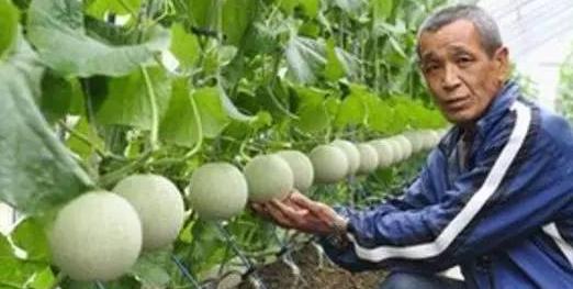 水果千元一个，日本豪华水果大师简直是把钱种在水果上