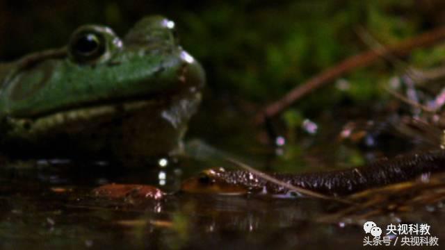 自然传奇怪物之谜,自然传奇未解之谜故事