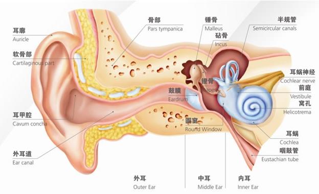 孩子游泳说耳朵里面疼是中耳炎吗,儿童游泳后耳朵里面响