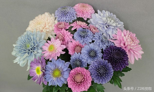 你见过蓝牡丹吗,真的有蓝色的菊花吗