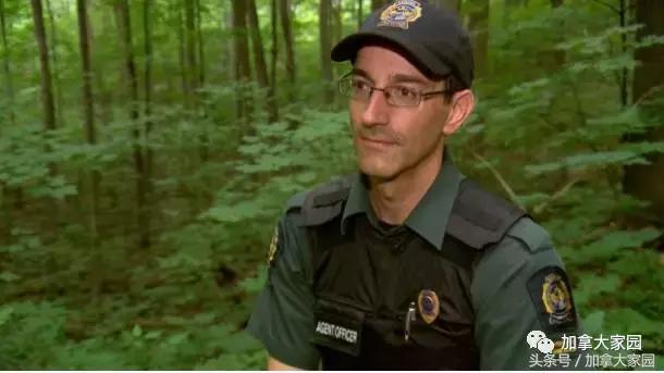 比象牙更珍贵,一根手指细就要5千多元!加拿大的野生西洋参,被盗挖者盯上了!