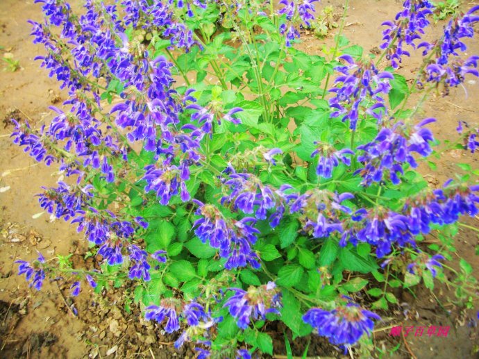 50种常见药材功效之最,中药的常用药材和功效大全