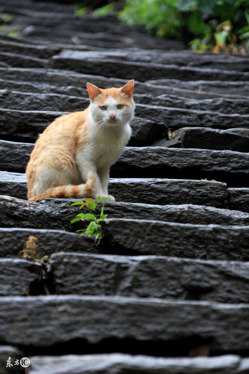 安徽歙县的阳产土楼村,安徽徽州土楼