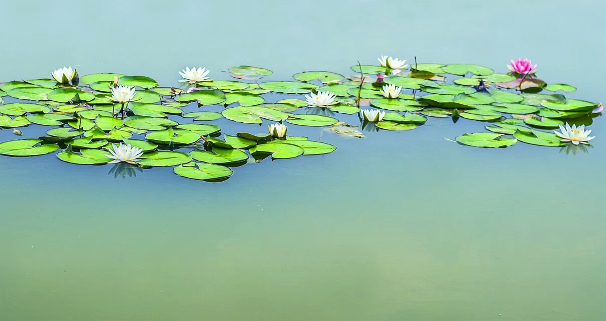 金姑娘昌吉,金姑娘牡丹