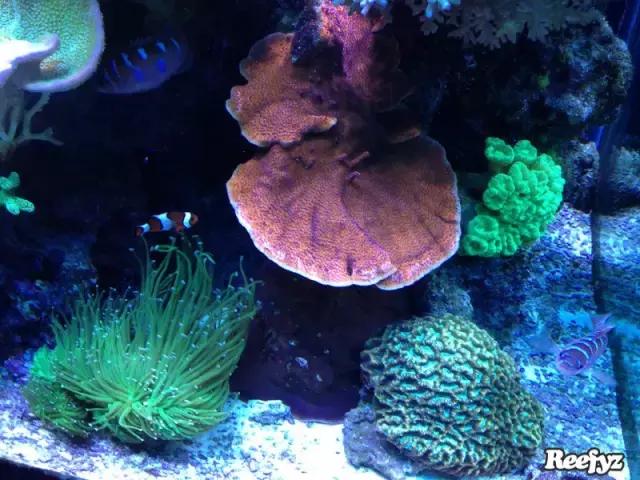 天啊，又是火灾又是炸缸，这可能是最倒霉的鱼友了！