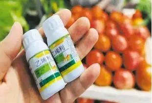 人类驯化食材,人类驯化植物