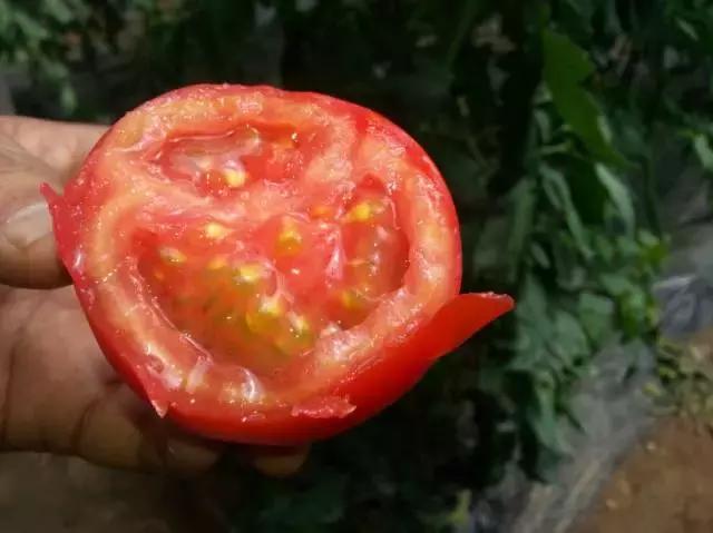 人类驯化食材,人类驯化植物