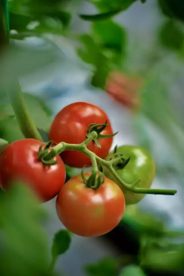 人类驯化食材,人类驯化植物