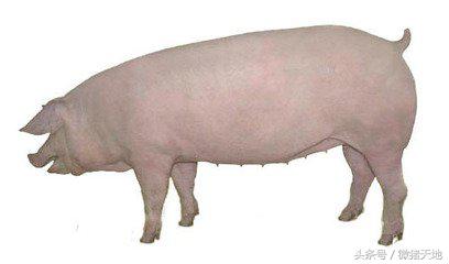 农民学养猪，母猪分娩前110-115天的症状（基础养猪学）