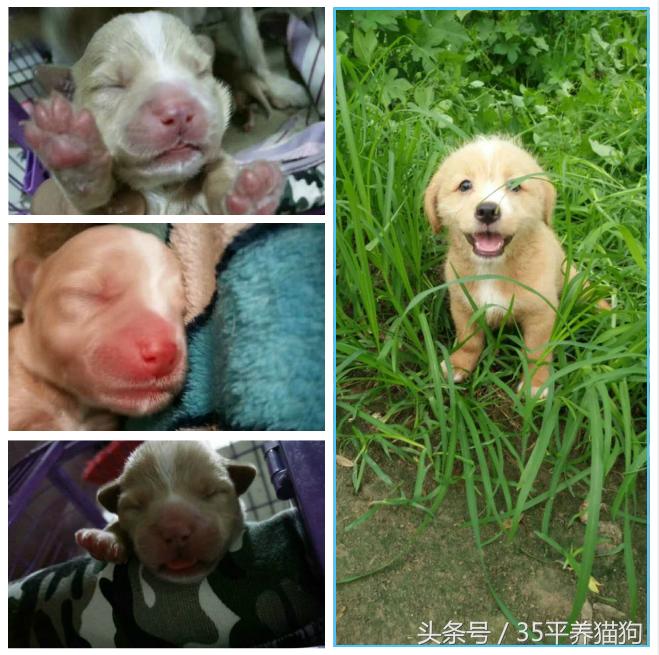 我和我的狗子们:养狗人的心醉幸福二三事儿