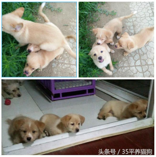 我和我的狗子们:养狗人的心醉幸福二三事儿