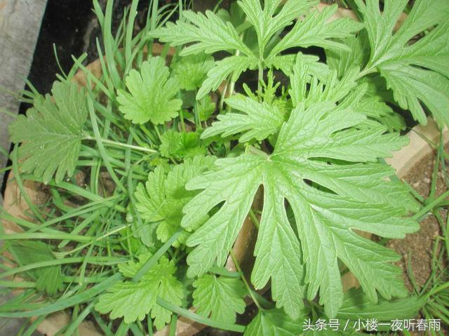 42种长在农村的神奇中草药,你想不到的神奇中草药