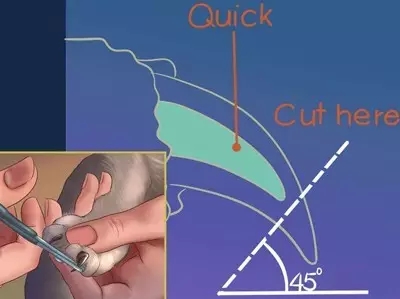 给孩子养猫怕被抓伤剪指甲,小孩被小猫咪抓伤了用打疫苗吗