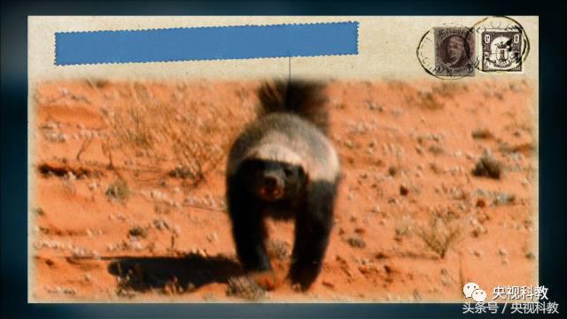 自然传奇怪物之谜,自然传奇未解之谜故事